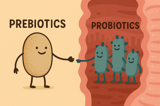 How Prebiotic Fiber Improves Gut Health