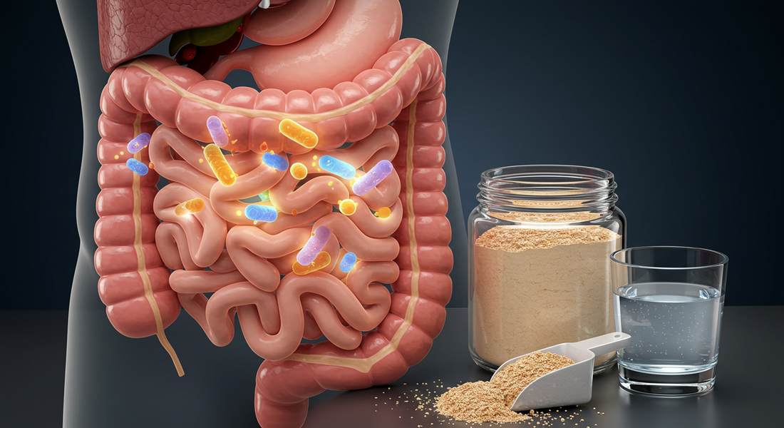 How do prebiotics work? Prebiotic supplements feed friendly gut bacteria in the intestine, increasing natural GLP-1 levels.