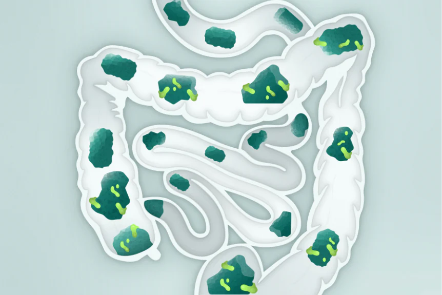 Monch Monch fiber traveling through the gut, gradually releasing the sugars to feed healthy gut microbes. 